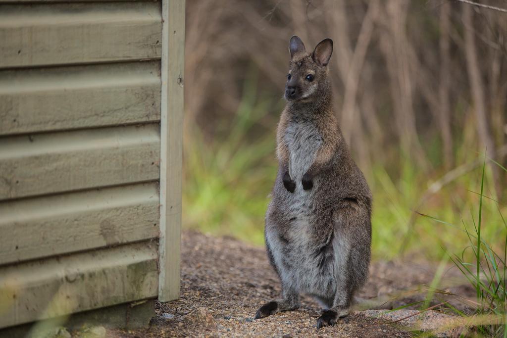 Freycinet Lodge Коулс-Бей Экстерьер фото
